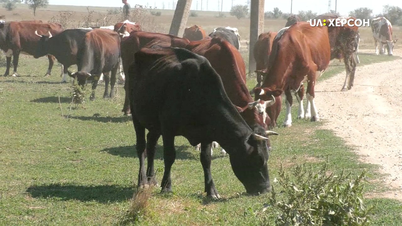 На Херсонщині від отруєння хімічними речовинами загинули корови (ВІДЕО)