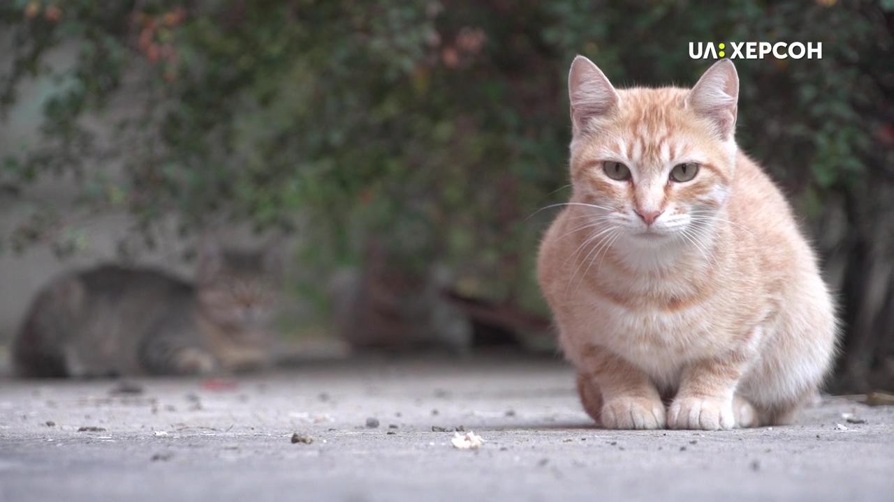 Херсонка знайшла господарів для сотні котів (ФОТО)