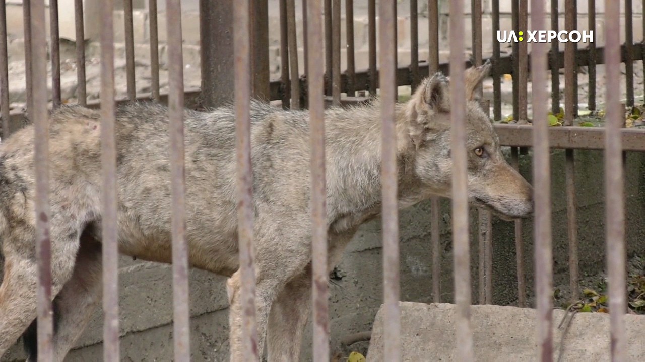 Чи годують вовків у херсонському зоокуточку та в якому вони стані, - дізнавались кореспонденти Суспільного (ВІДЕО)