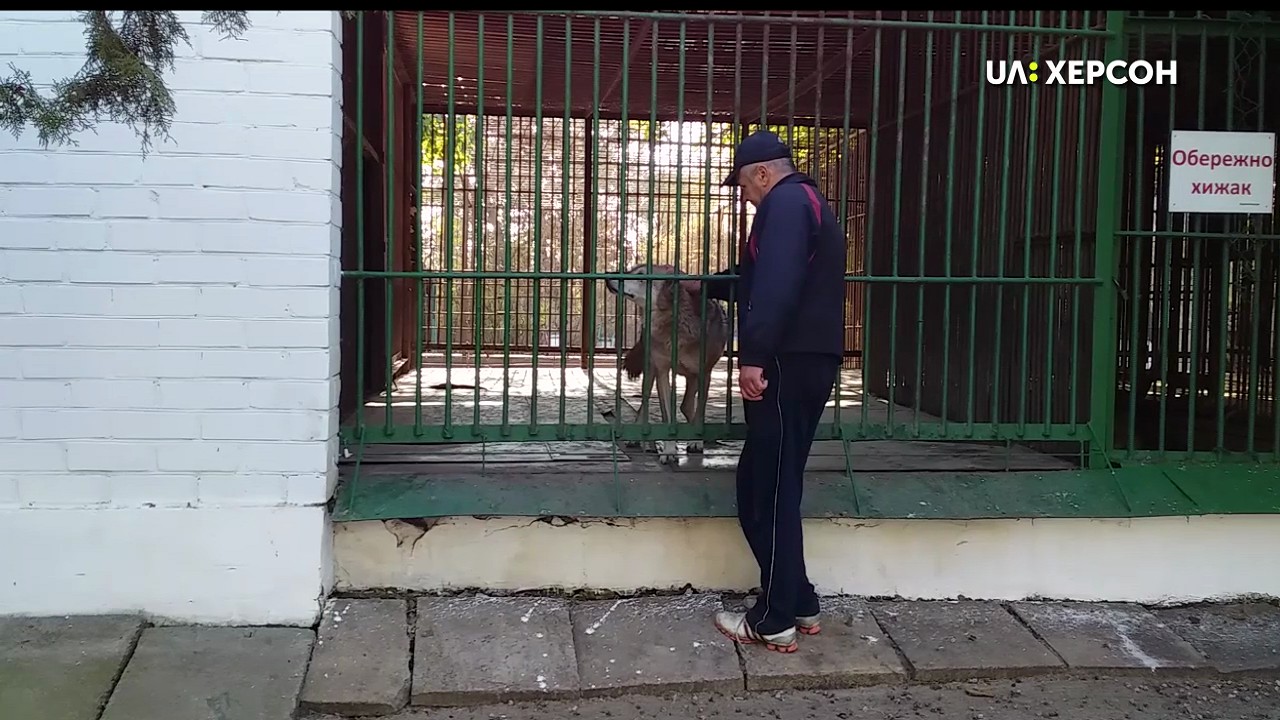 Вовків у херсонському зоокуточку оглянула ветеринарка (ВІДЕО)