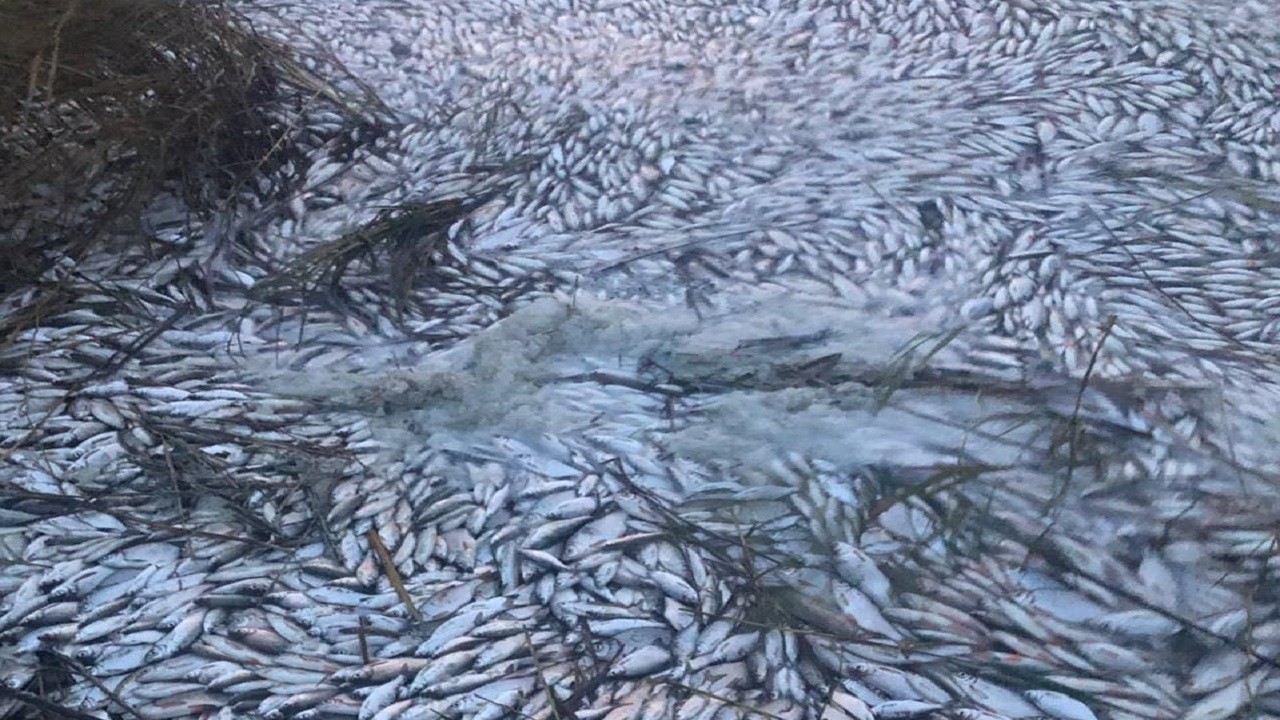 На Херсонщині масово загинула риба (ФОТО; ВІДЕО)